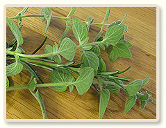 מתכון לפוקאצ'ינות מהירות