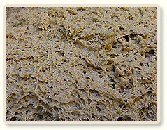 מתכון ללחם שאור שיפון 100%