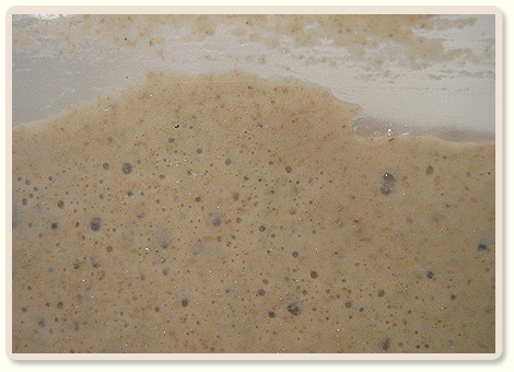 שאלות ותשובות לגבי שאור